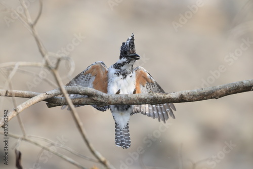 Photography Crested kingfisher (Megaceryle lugubris continentalis) is a very large kingfisher that is native to parts of southern Asia