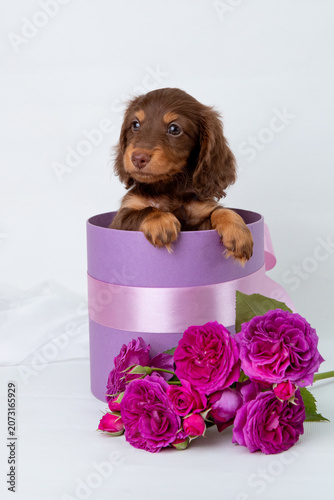 a cute miniature dachshund puppy sits in a gift box with a bouquet of flowers on a white background