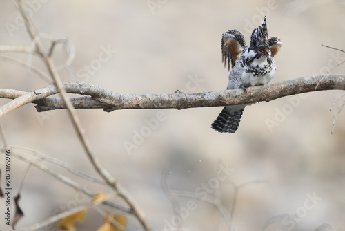 Photography Crested kingfisher (Megaceryle lugubris continentalis) is a very large kingfisher that is native to parts of southern Asia
