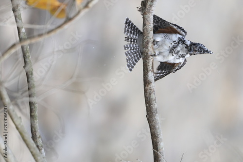 Photography Crested kingfisher (Megaceryle lugubris continentalis) is a very large kingfisher that is native to parts of southern Asia