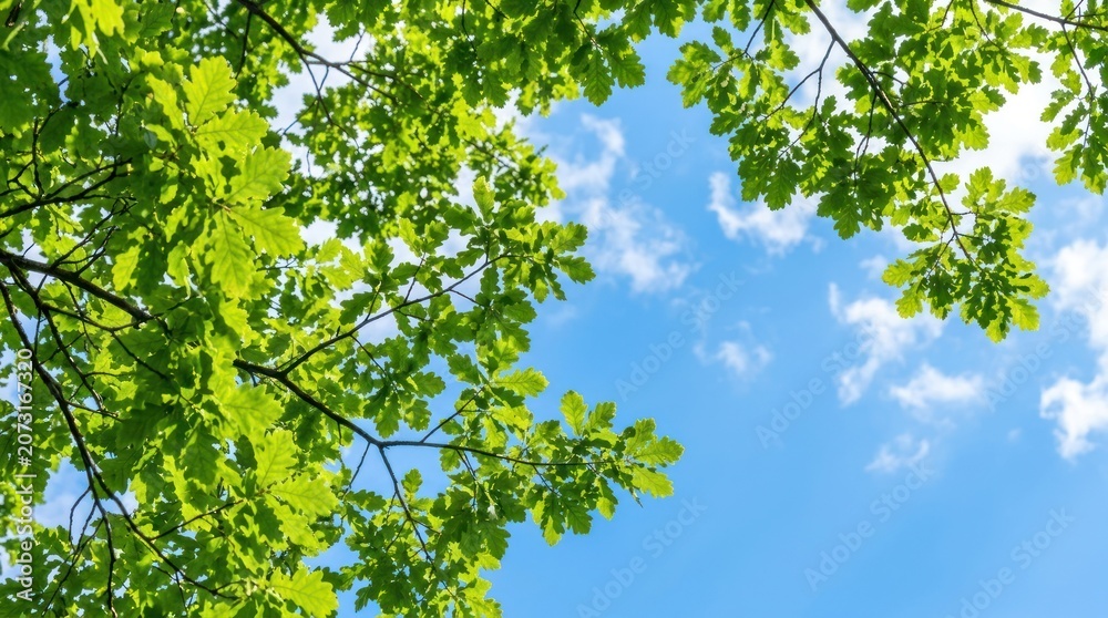 Fototapeta premium Green leaves against a clear blue sky with a few white clouds.
