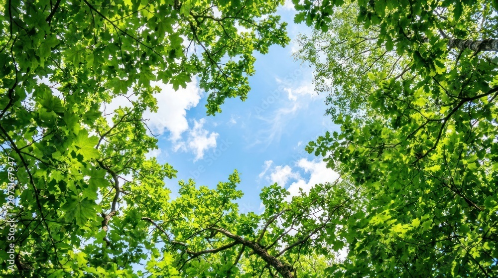 Fototapeta premium A serene forest scene with a clear blue sky and lush green trees, featuring a variety of bird species and a variety of leaves.