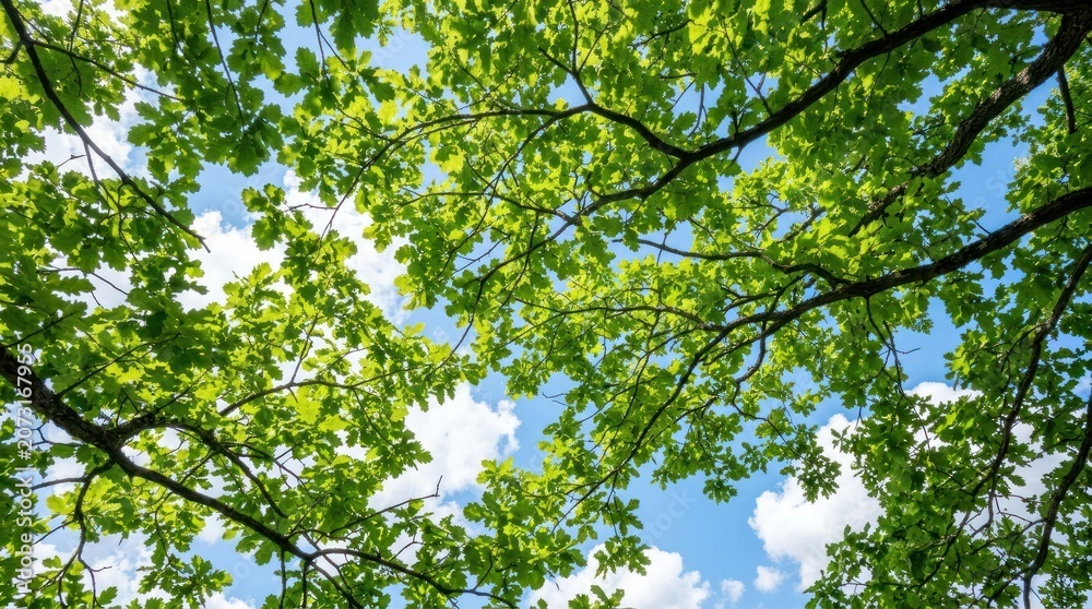 Fototapeta premium A tree with green leaves against a blue sky with white clouds.