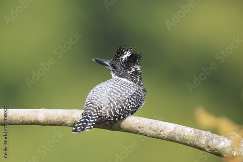 Photography Crested kingfisher (Megaceryle lugubris continentalis) is a very large kingfisher that is native to parts of southern Asia