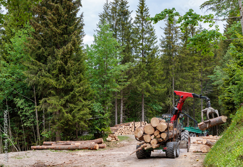 Logging tractor with a hydraulic crane crane loading timber logs in a dense green forest, sustainable forestry management and timber industry concept.