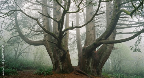 Ancient cedar trees standing in thick mysterious fog in a primeval forest