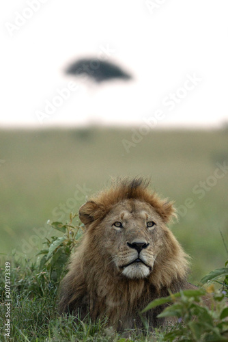 Portrait of a male lion and a mara tree at the backdrop, Masai Mara, Kenya