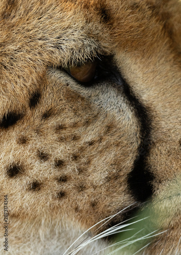 Принти на полотні The eye and the tear mark of a Cheetah at Masai Mara, Kenya