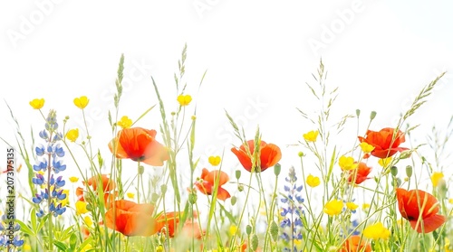 Wildflower Meadow with Orange Poppies and Blue Lupines Against Bright Summer Sky, Natural Floral Background