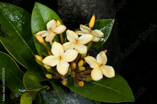 White-flowered Jungle Flame (Ixora coccinea) with morning dew, Sarawak, Borneo