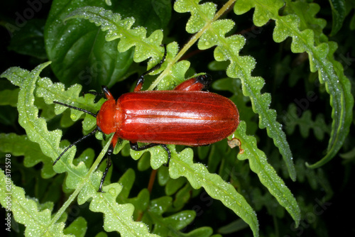 Bright red blister beetle (Horia debyi) on green leaves, top view, Kelabit Highlands, Sarawak, Borneo