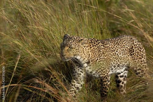 Leopard walking in the grasses, Masai Mara.