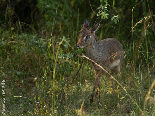 Krik dik dik antelope in Masai Mara grassland
