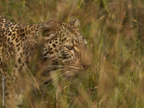 Portrait of a leopard taken while walking in the Savannah grasses, Masai Mara, Kenya.