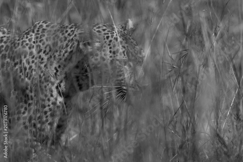 A Leopard in the mid of Savannah grasses at Masai Mara, Kenya.