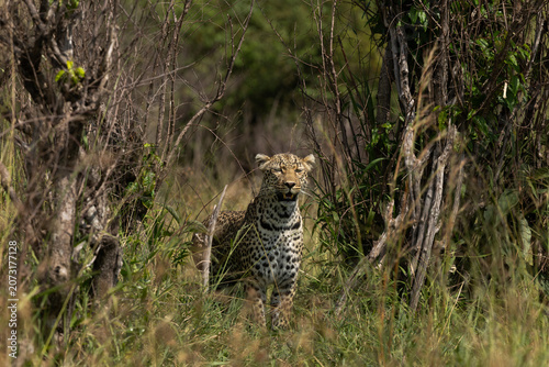 A leopard in the woodland forest of Masai Mara kenya