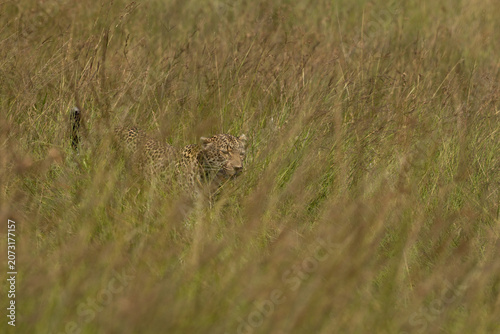 A Leopard in the mid of Savannah tall grasses at Masai Mara, Kenya