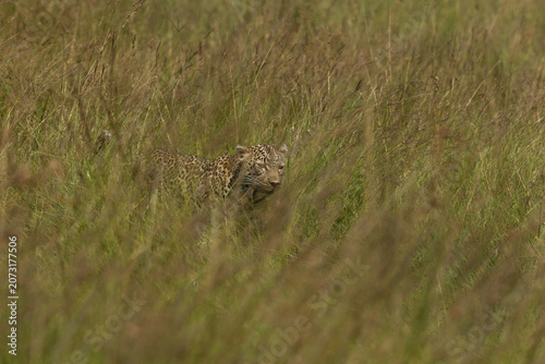 A Leopard in the mid of Savannah tall grasses at Masai Mara, Kenya