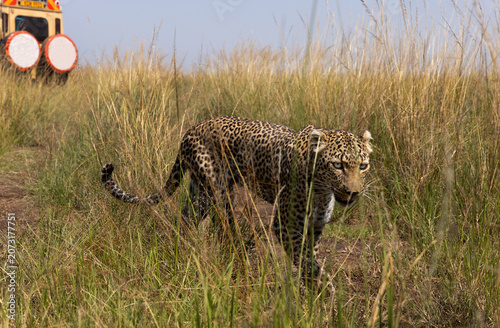 Closeup of a leopard taken while walking in the grasses, Masai Mara.
