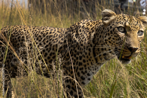 Closeup of a leopard taken while walking in the grasses, Masai Mara.