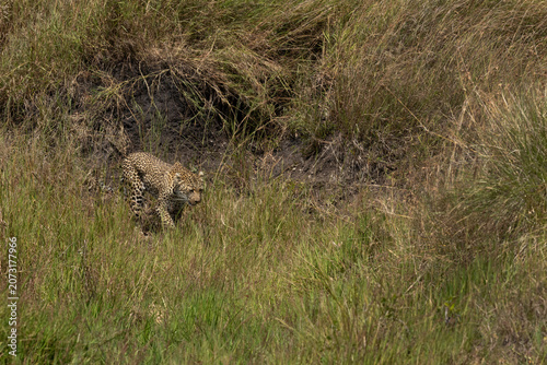 Leopard walking in Savannah grassland at Masai Mara, Kenya