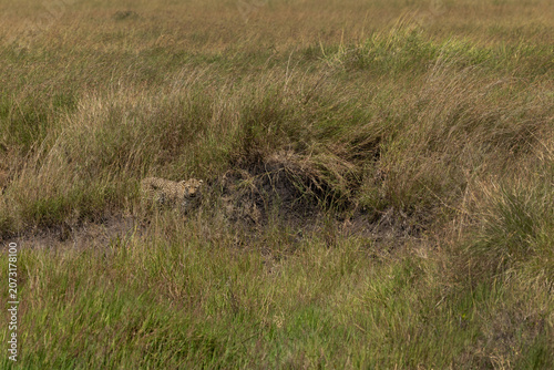 Leopard walking in Savannah grassland at Masai Mara, Kenya