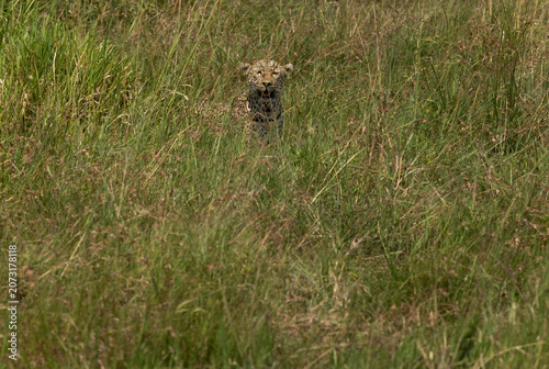 Leopard in the mid of Savannah grassland at Masai Mara, Kenya