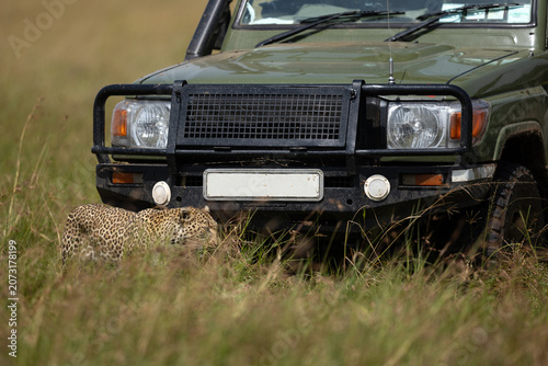 A Leopard walking near a safari vehicle in Savannah at Masai Mara, Kenya