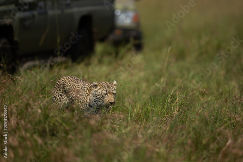 Leopard walking in Savannah grassland, Masai Mara.