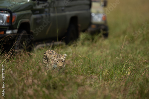 Leopard walking in Savannah grassland at Masai Mara, Kenya