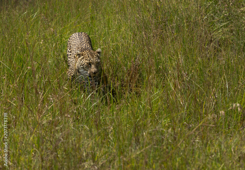 Leopard walking in the grasses, Masai Mara.