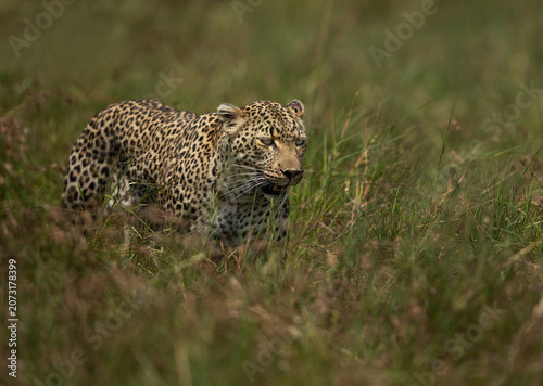 Portrait of a leopard taken while walking in the grasses, Masai Mara.