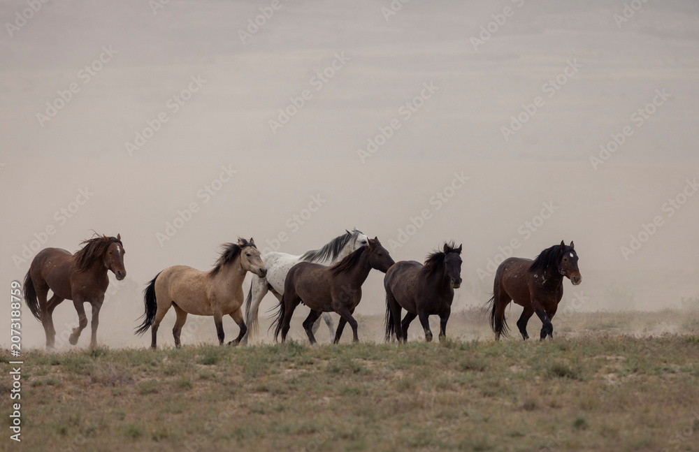 Fototapeta premium Wild Horses in Springtime in the Utah Desert