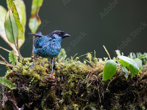 Golden-naped Tanager Perched on a Mossy Branch in Cloud Forest