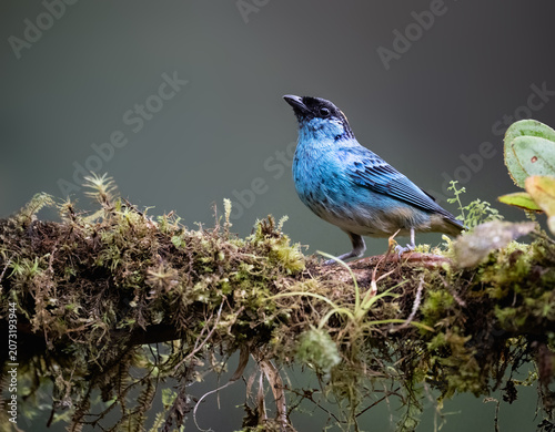 Golden-naped Tanager Perched on a Mossy Branch in Cloud Forest