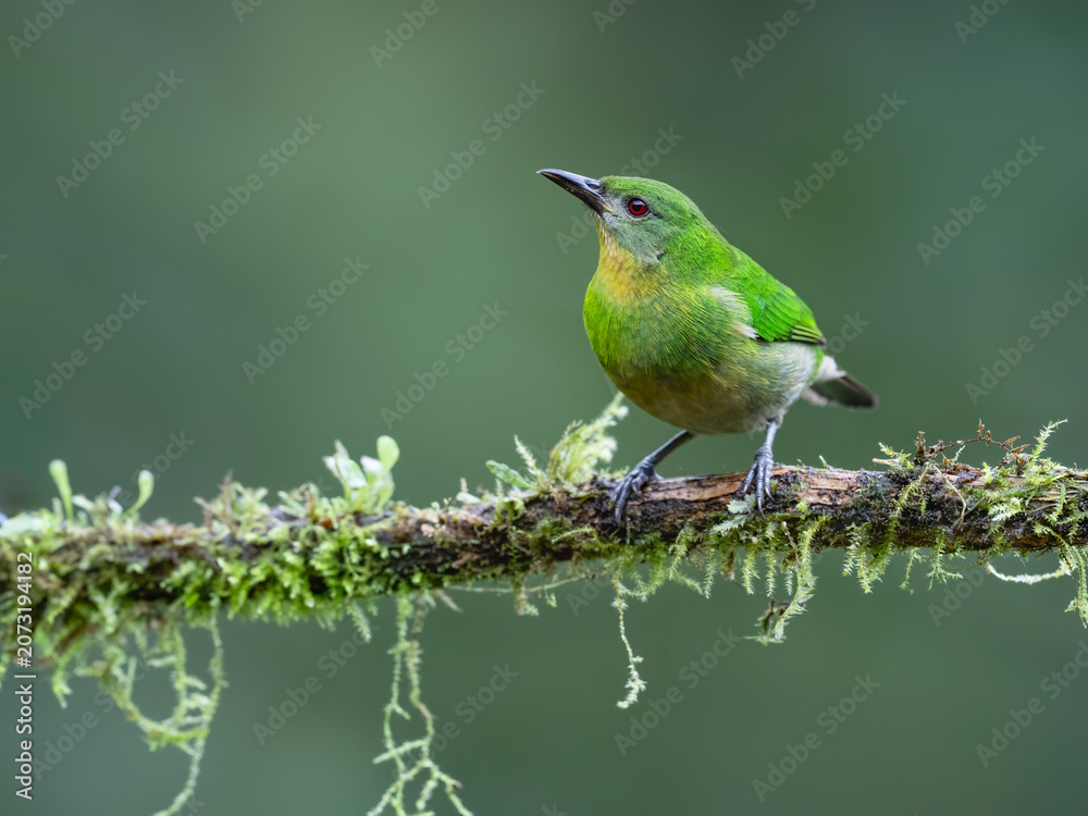 Obraz premium Female Green Honeycreeper Perched On Mossy Branch In Mist