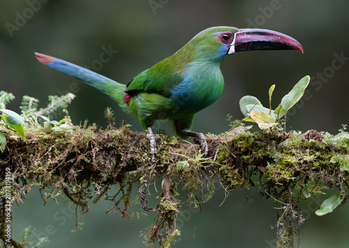 Crimson-rumped Toucanet Perched on Mossy Branch in Cloud Forest