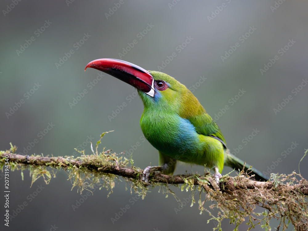 Fototapeta premium Crimson-rumped Toucanet Perched on Mossy Branch in Cloud Forest