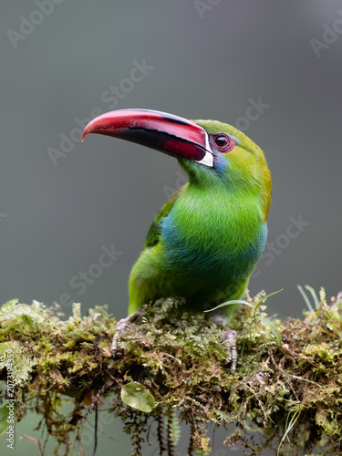Crimson-rumped Toucanet Perched on Mossy Branch in Cloud Forest