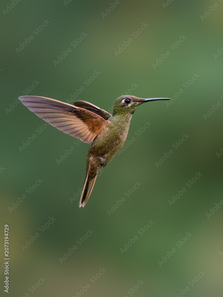 Fototapeta premium Fawn-breasted Brilliant Hummingbird Hovering in Flight Against Green Background