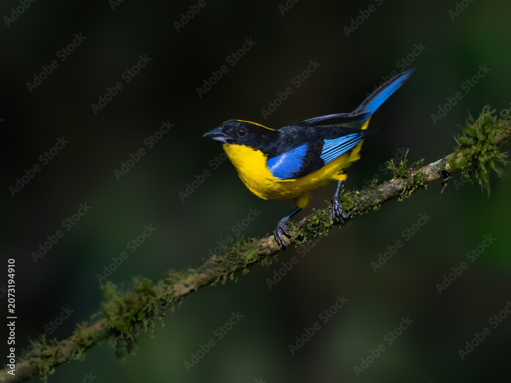Fototapeta premium Blue-winged Mountain Tanager Perched on a Mossy Branch in Cloud Forest