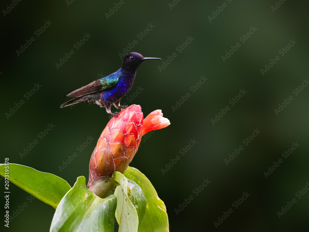 Obraz premium Male Velvet-purple Coronet Hummingbird Perching on Mossy Branch
