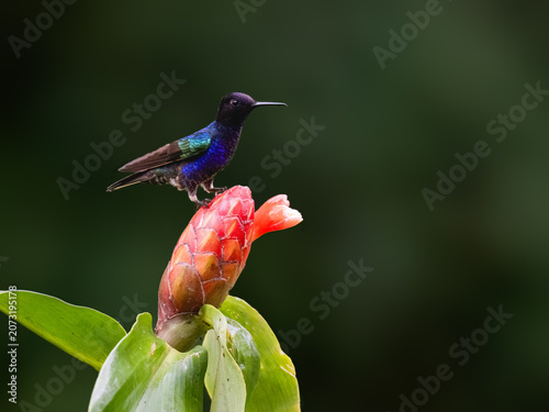 Male Velvet-purple Coronet Hummingbird Perching on Mossy Branch