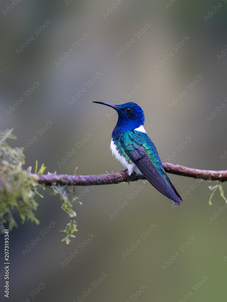 Obraz premium Male White-necked Jacobin Hummingbird Perched On Mossy Branch