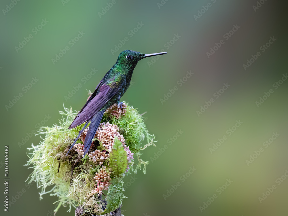 Obraz premium Male Empress Brilliant Hummingbird Perched On Flowery Mossy Branch