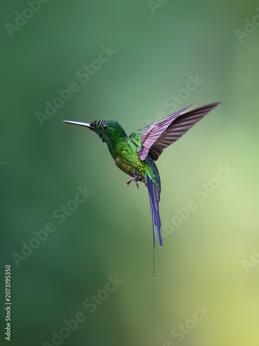 Male Empress Brilliant Hummingbird Hovering in Tropical Forest Habitat