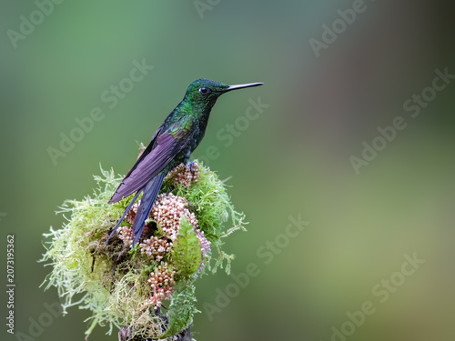 Male Empress Brilliant Hummingbird Perched On Flowery Mossy Branch