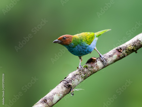 Bay-headed Tanager Perched on Mossy Tree Branch in Rainforest