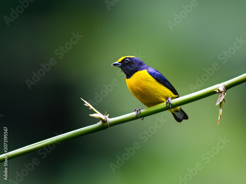Male Orange-bellied Euphonia Perched on Green Bamboo Branch