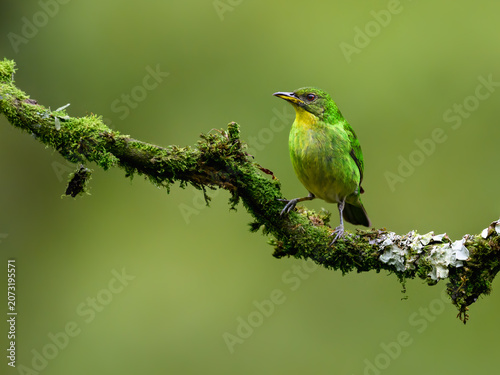 Female Green Honeycreeper Perched on Mossy Branch in Rainforest